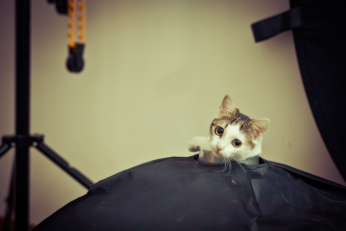 Soft kitty in the soft box :) - Curry