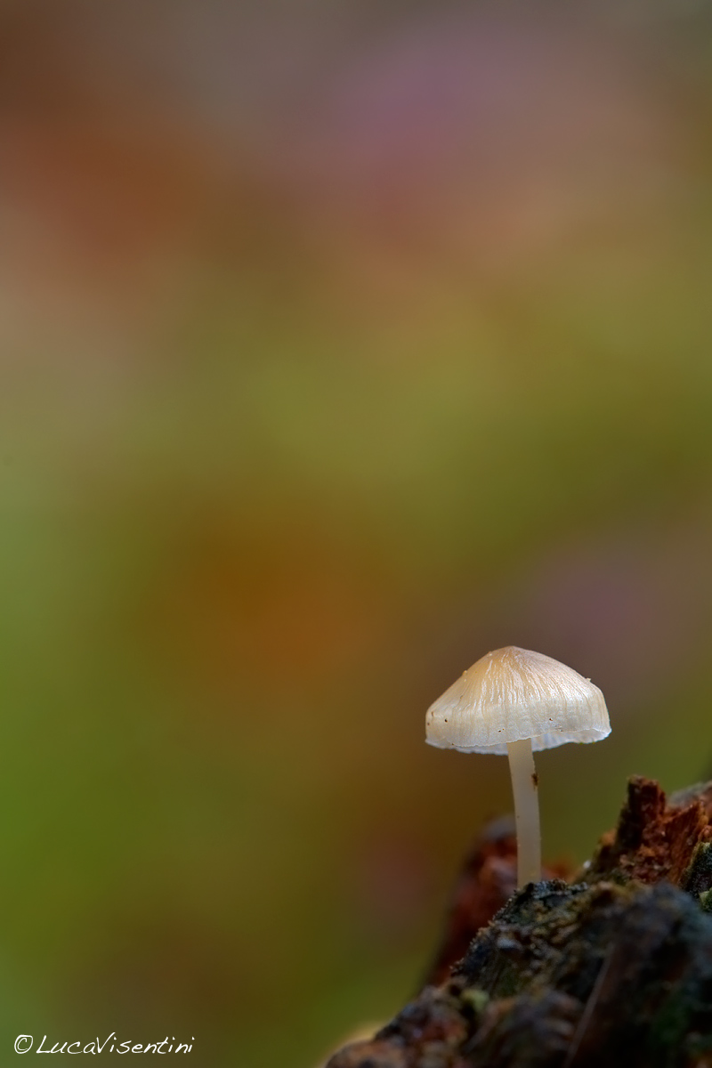 Mycena