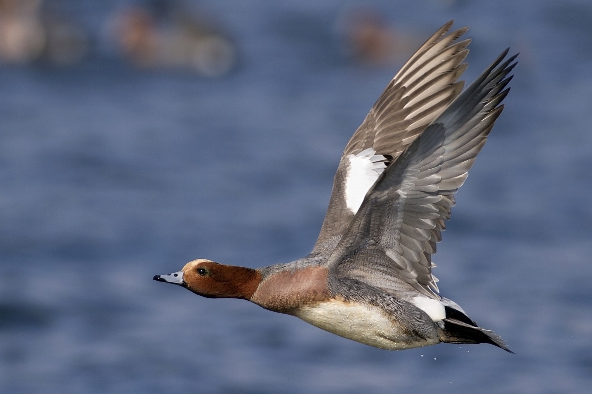 Wigeon in flight