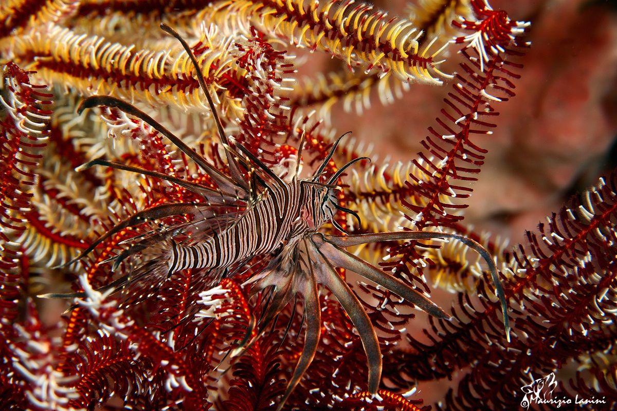 Nascosto tra i crinoidi , in agguato...