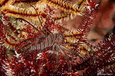 Pterois volitans