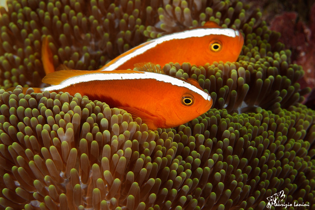 Orange clown fish