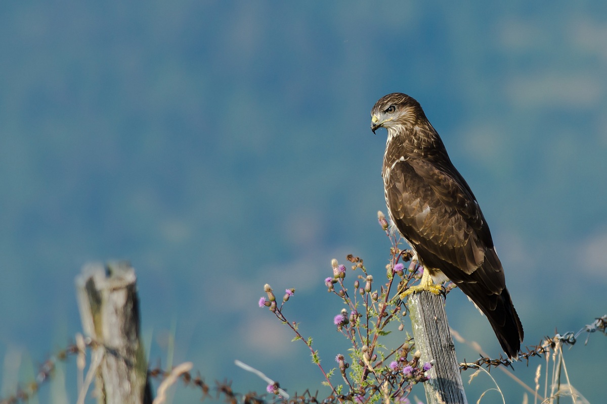 Buzzard