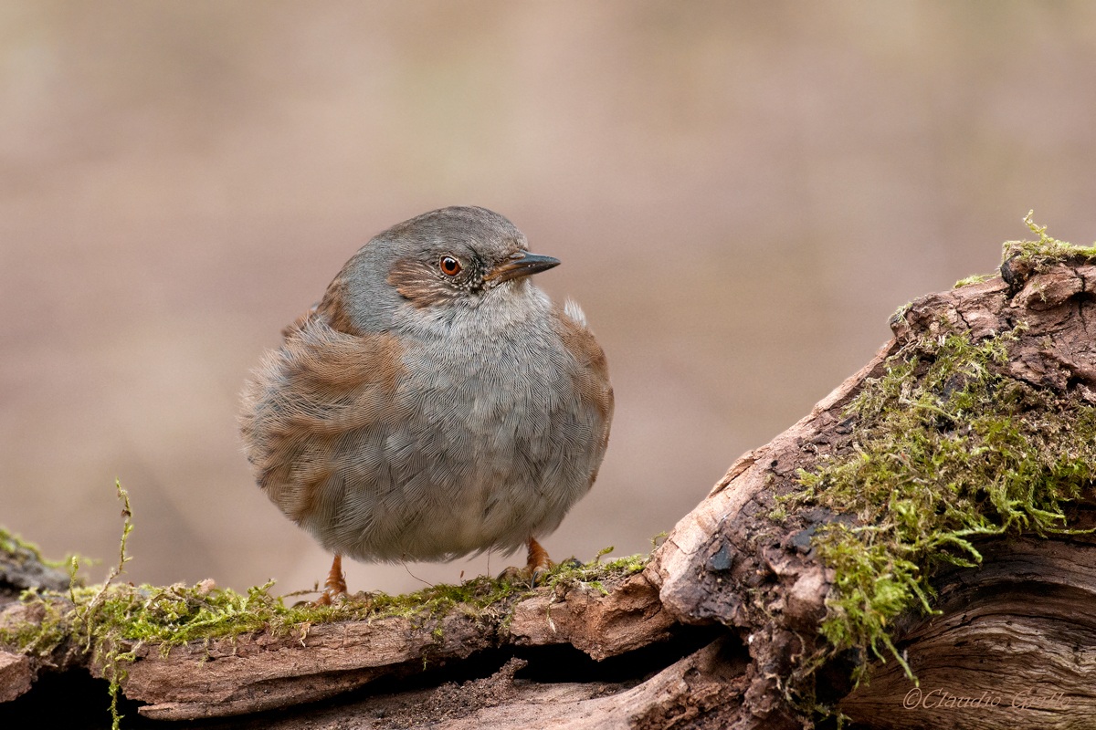 Dunnock