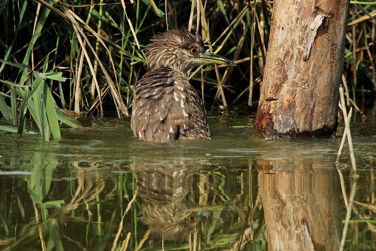 Bagnetto rinfrescante