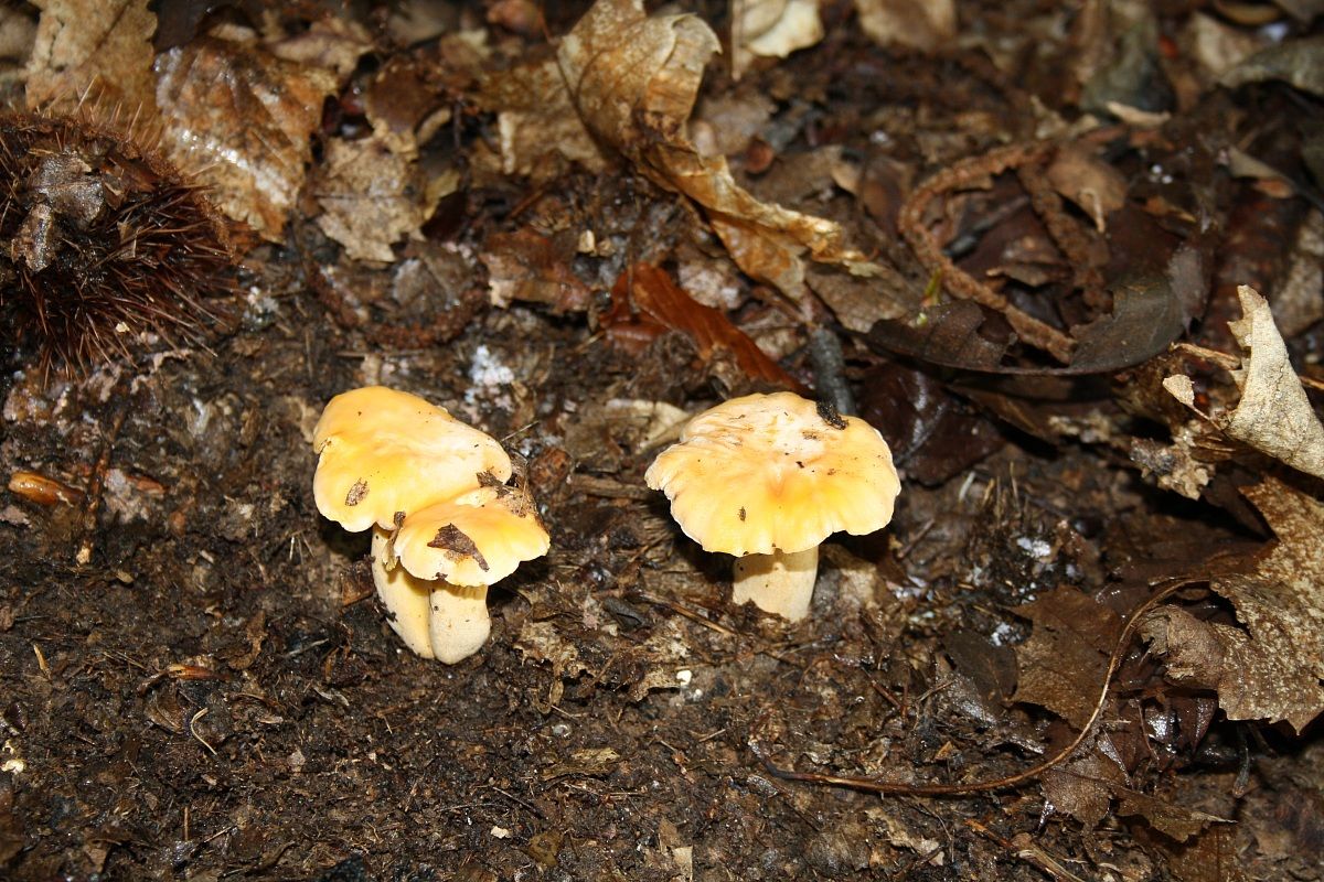 Chanterelles