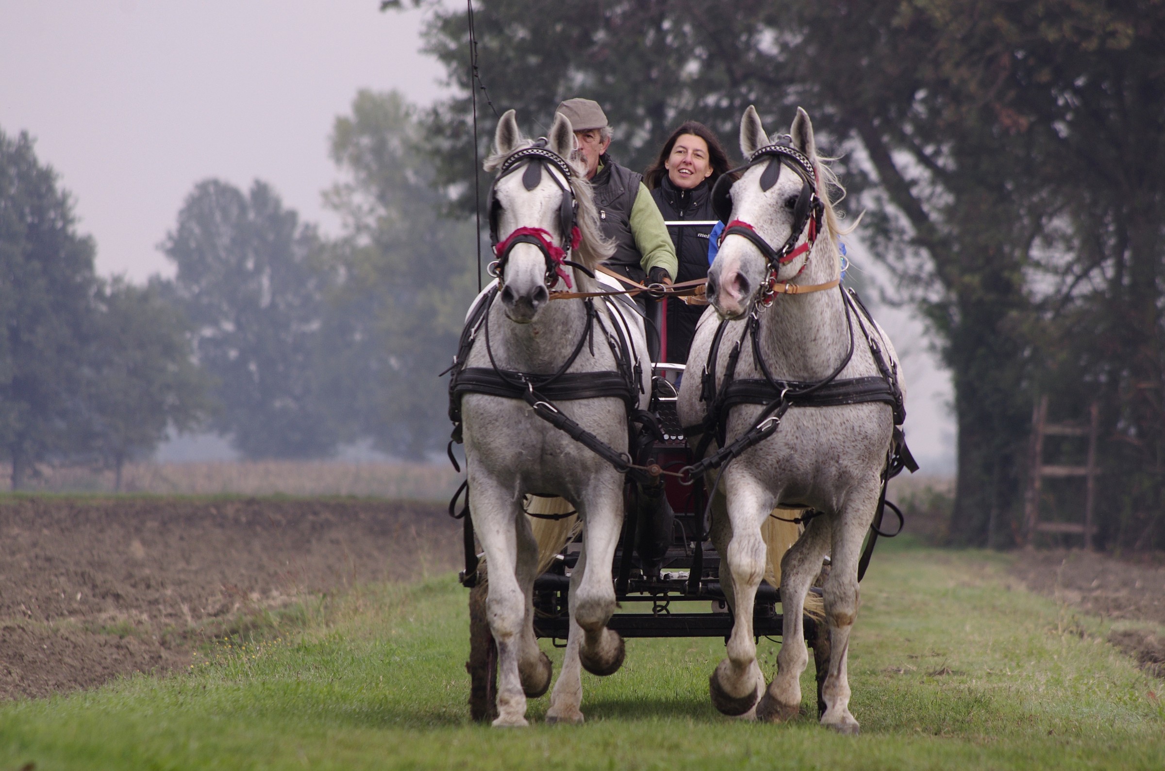horse-drawn carriage