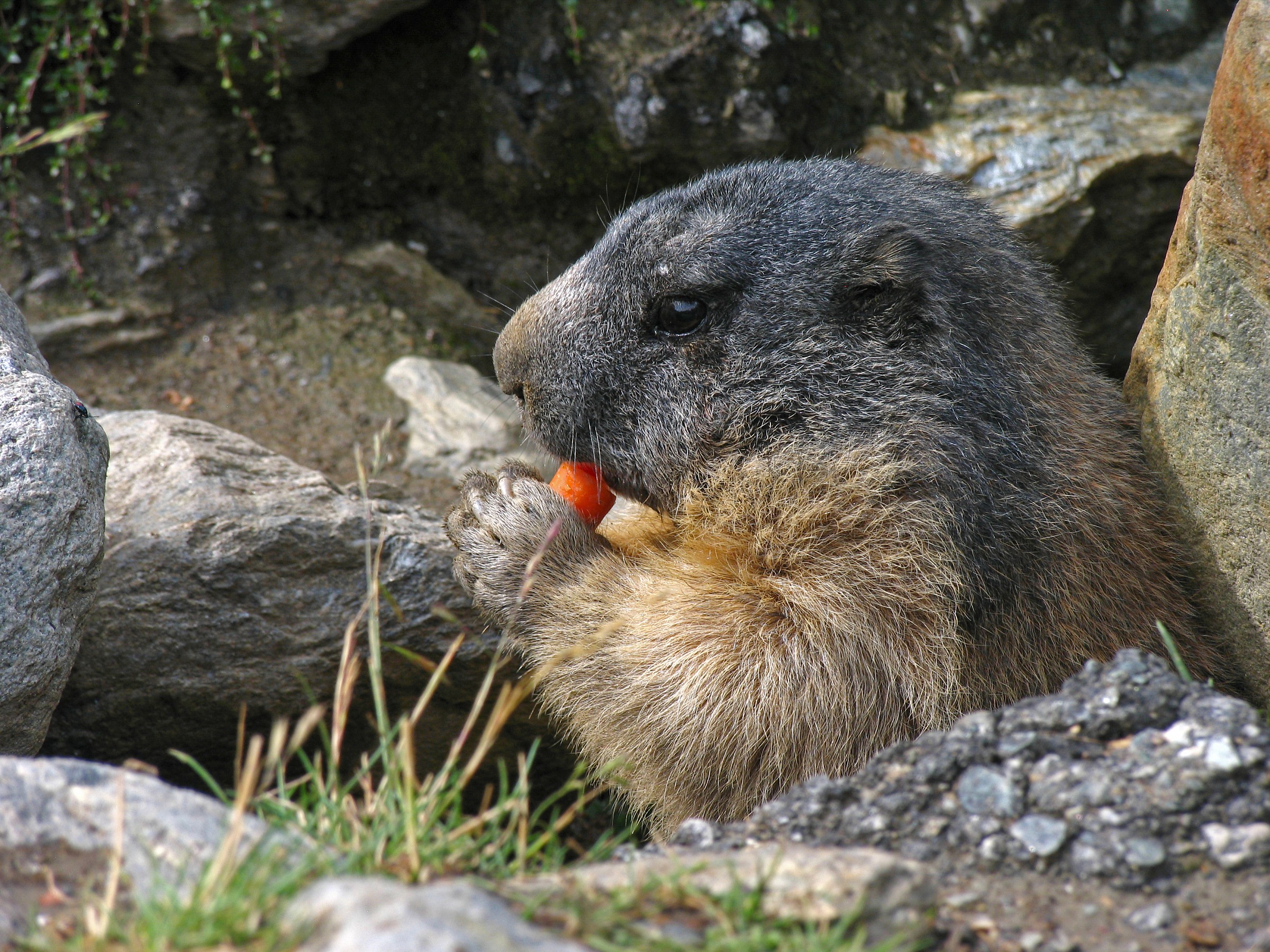 Marmotta in libertà (dintorni di Saas-Fee CH)
