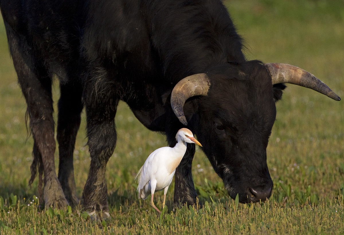 Taurus with arone Egret