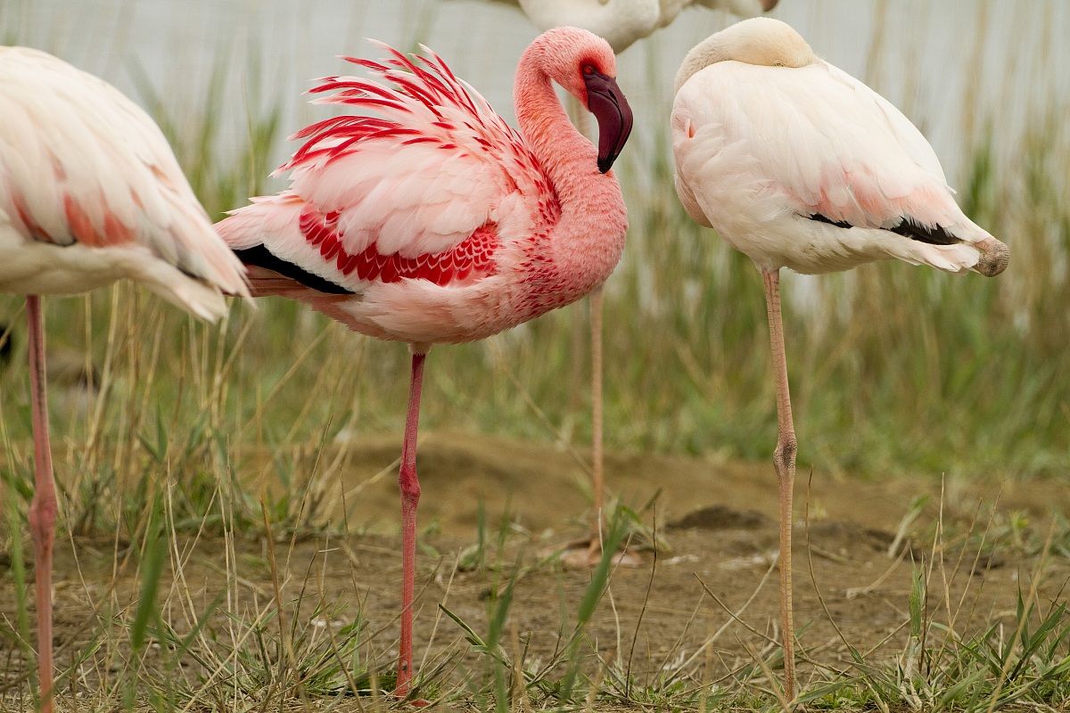 Lesser flamingo
