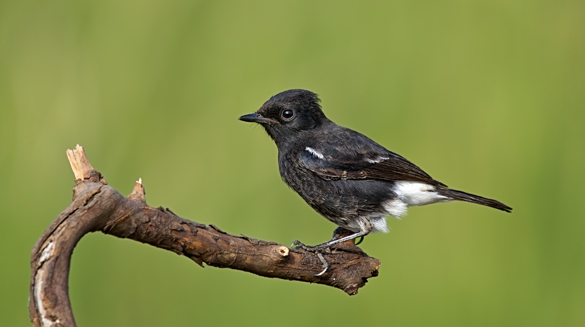 Pied Bushchat.