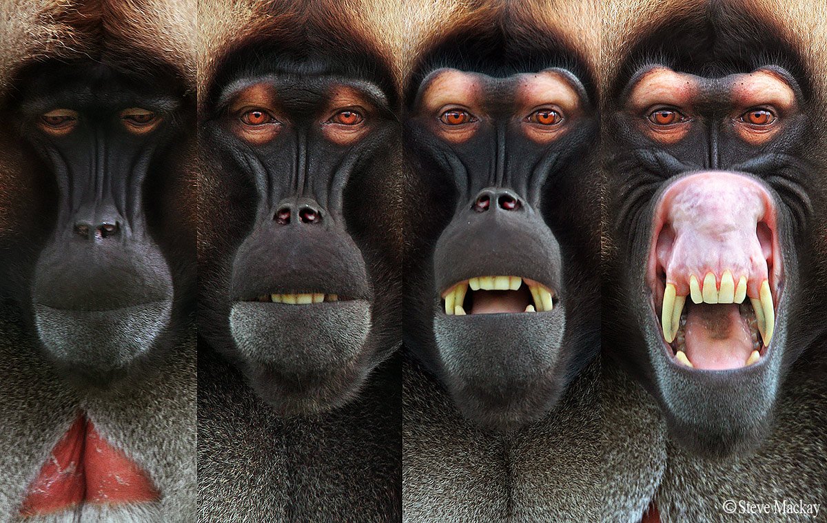 Gelada Threat Display Sequence