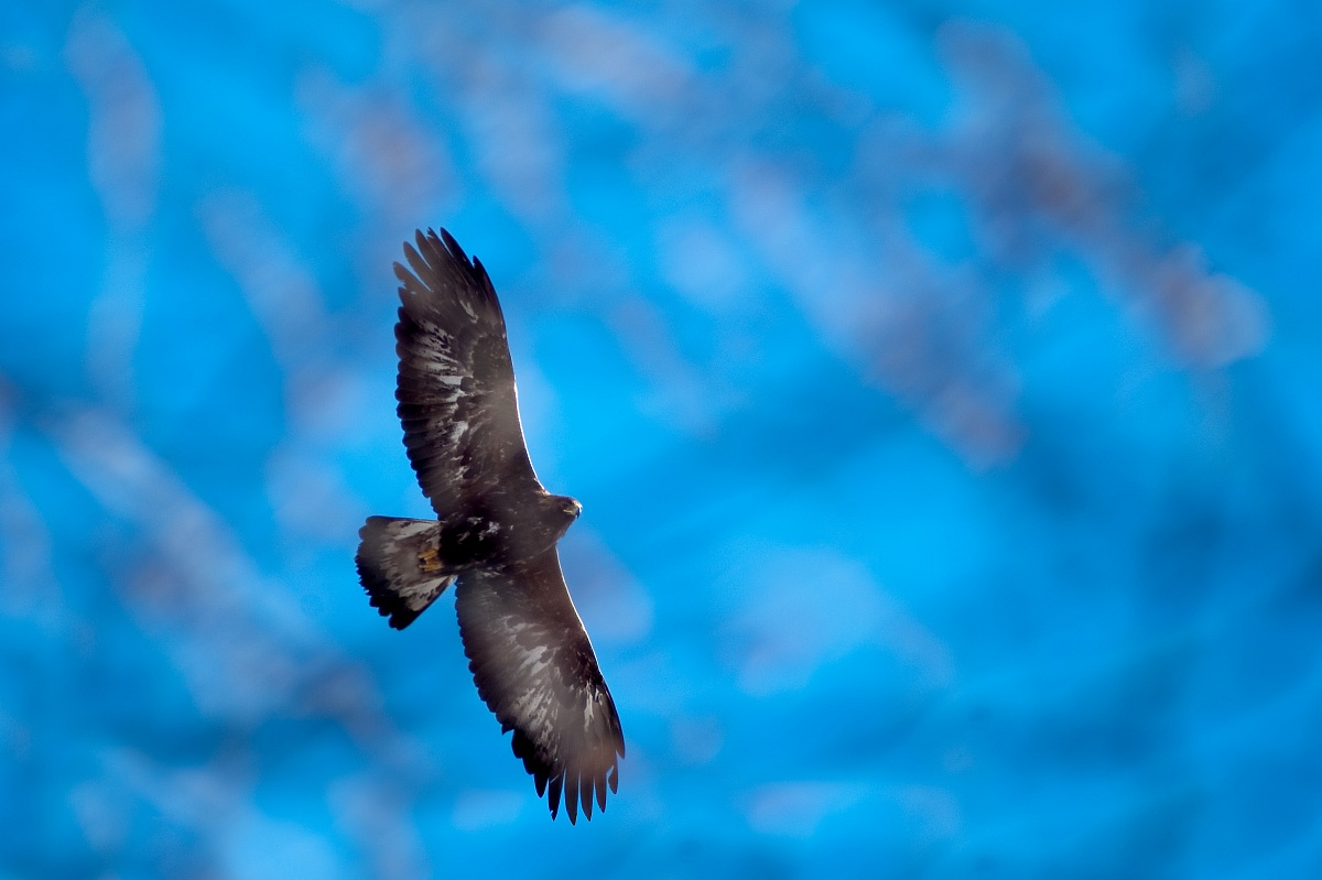 Aquila reale nell'azzurro