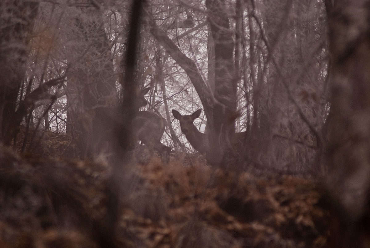 Cervi nel bosco