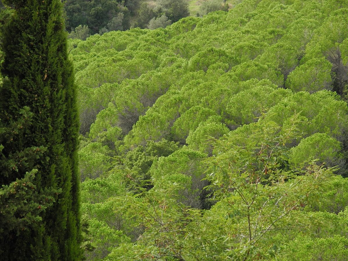 Riparbella, natural relaxation