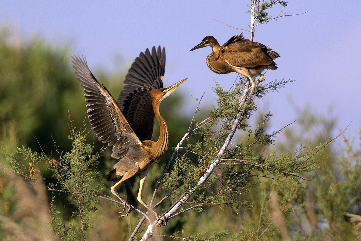 Purple Heron pullus