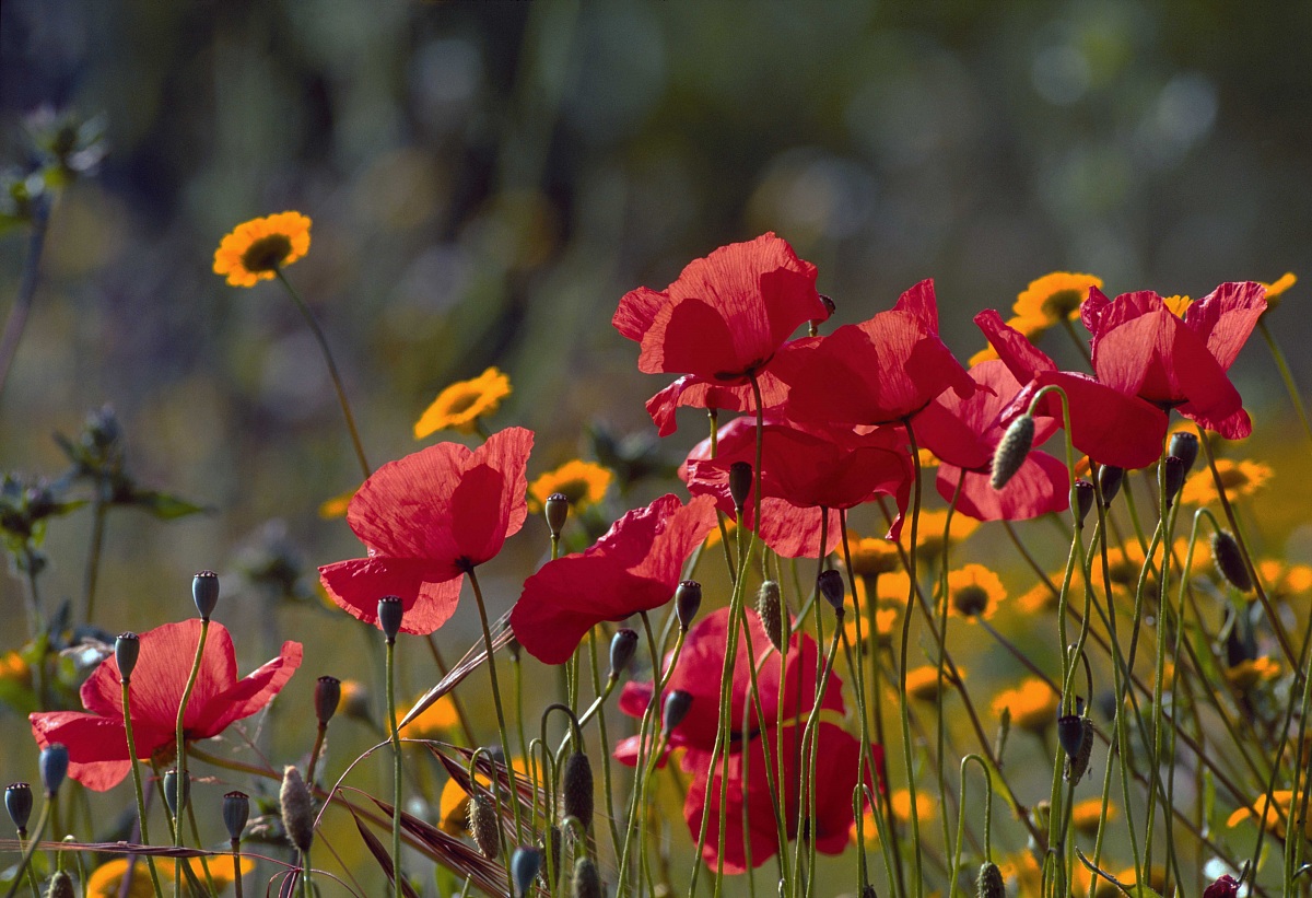 Poppies