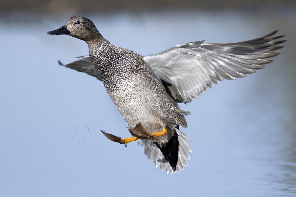 Gadwall "I'm back here"