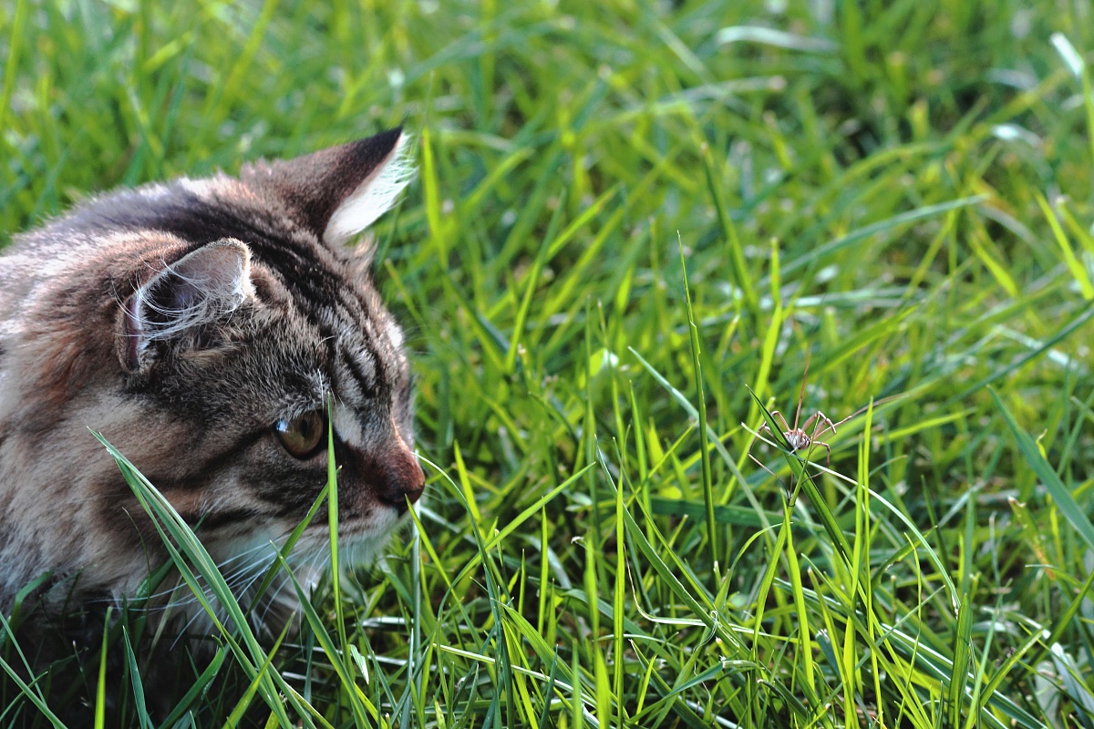 the cat and the spider