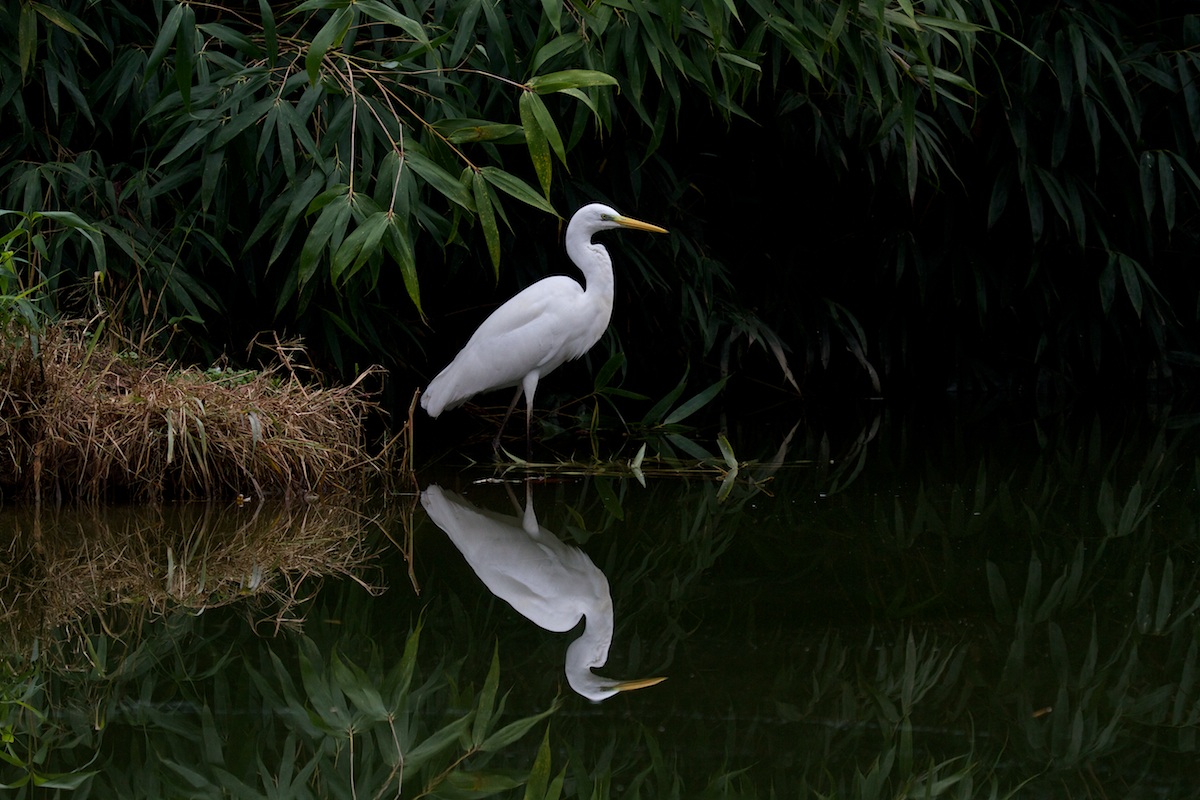 White Heron