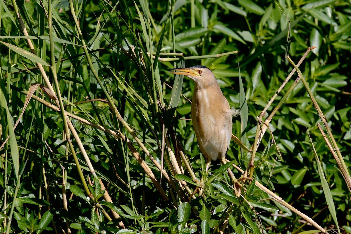 Bittern