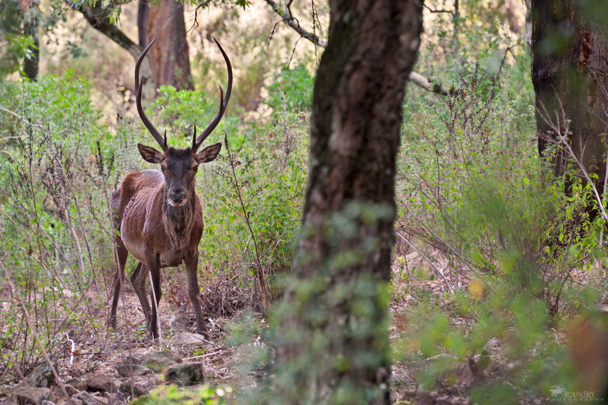 Il Baldo Giovine - Cervo Sardo