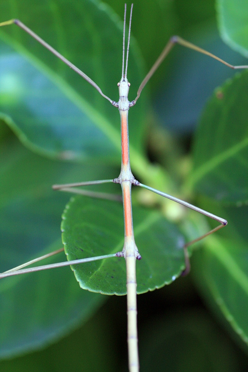 Stick Insect