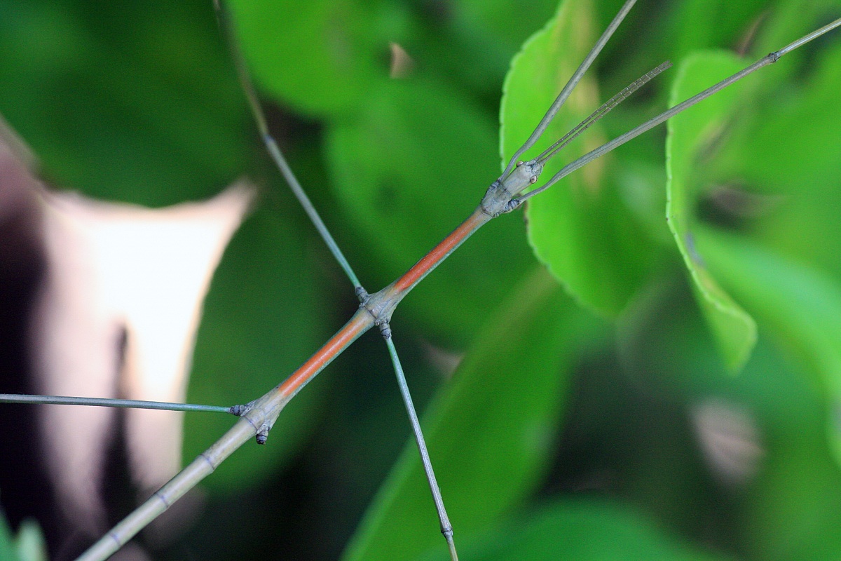 Stick Insect