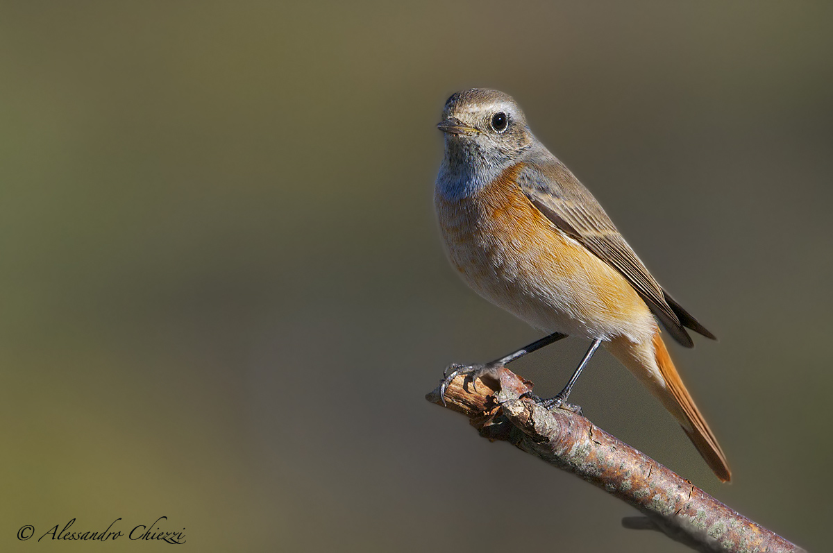 Redstart