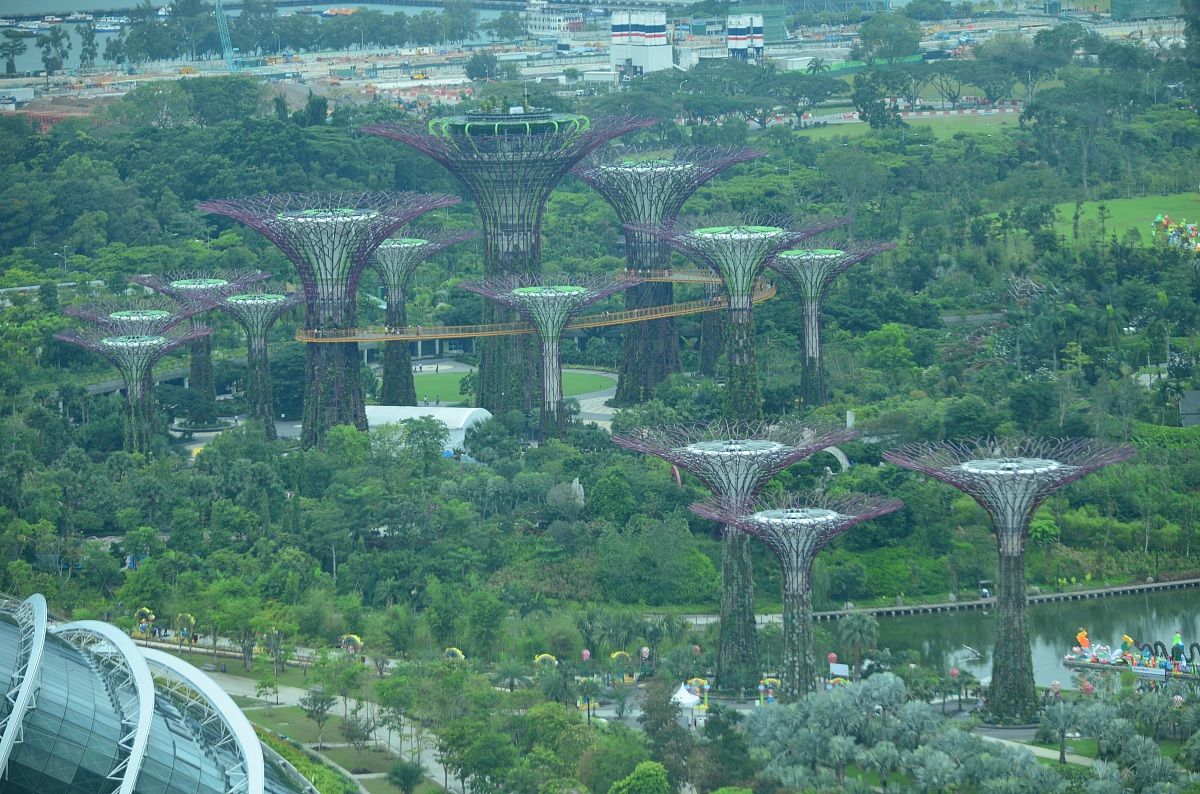 sembrano alberi invece sono pannelli solari