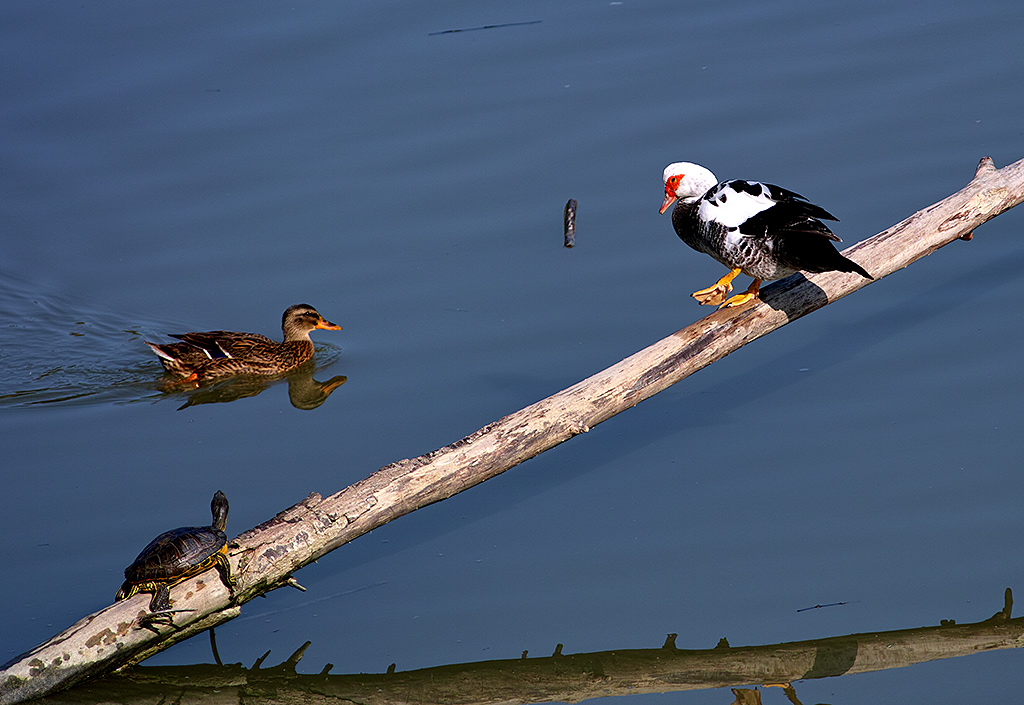 The Odd Couple and loop ......