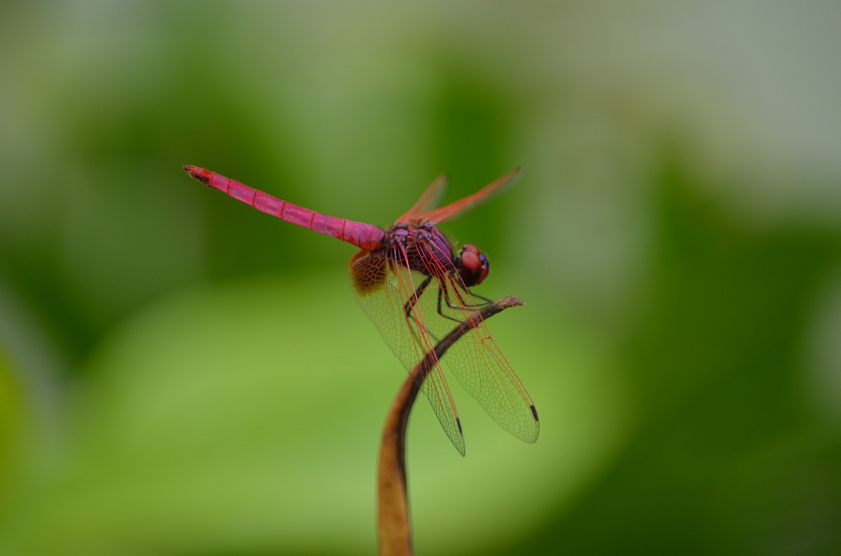 dragonflies of all types