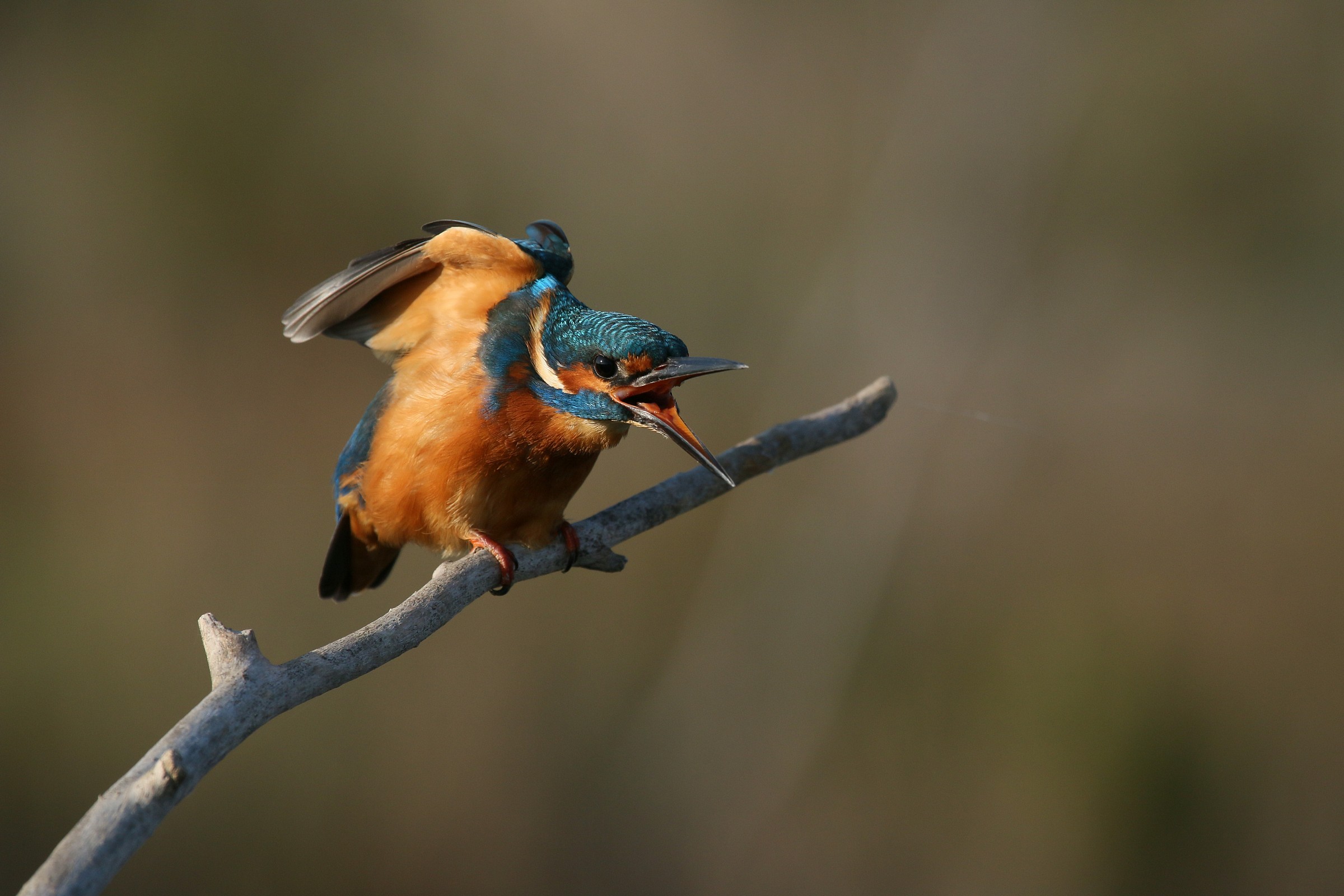 Martin incattivito (jpg no pp)