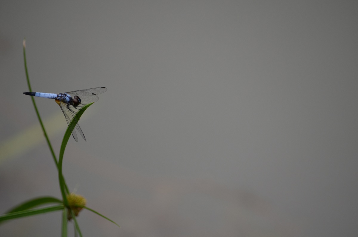 blue dragonfly '