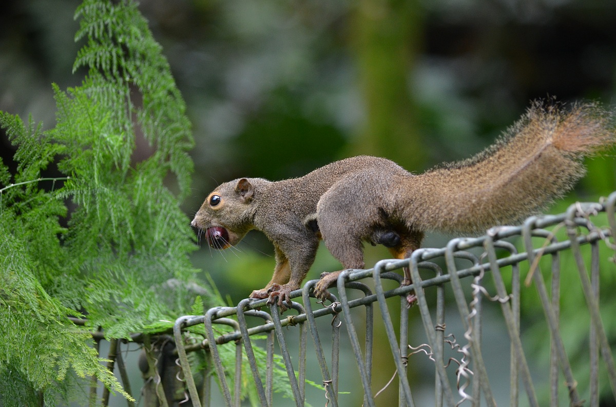 singapore botanic garden