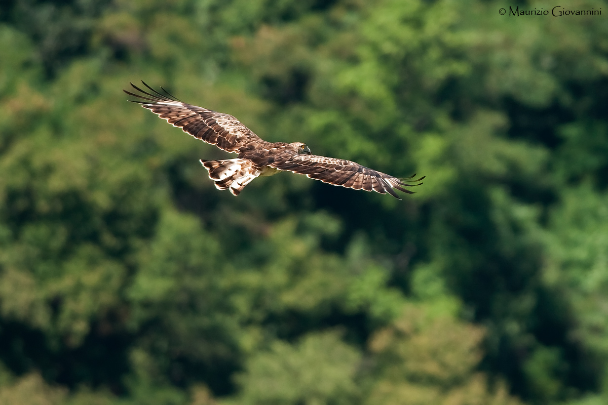 Toed Eagle (Circaetus gallicus)
