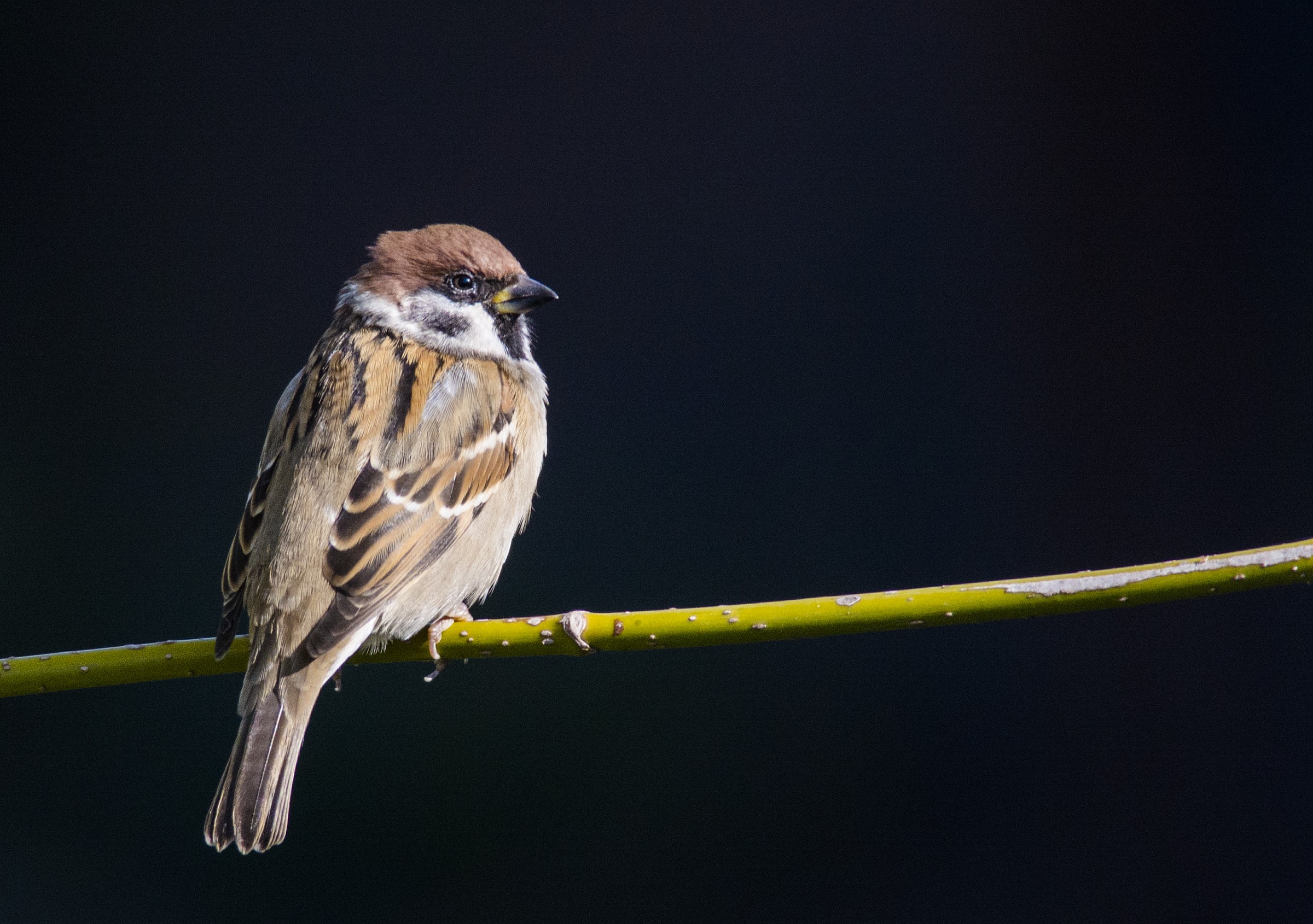 sparrow