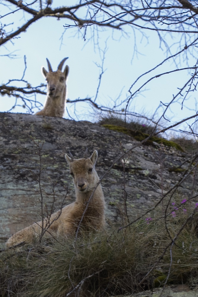 small mom and ibex