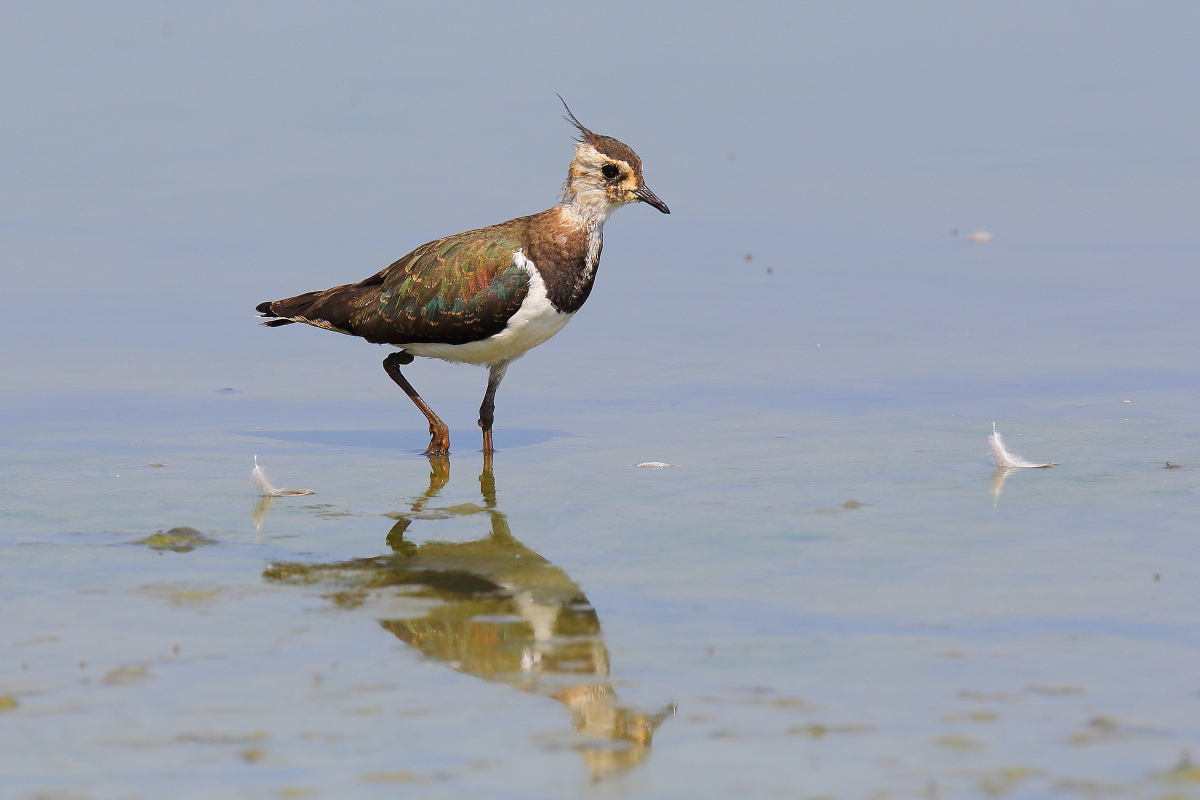 Lapwing
