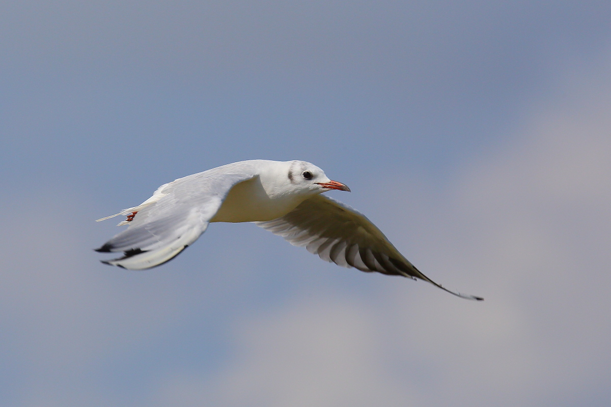 Seagull in flight