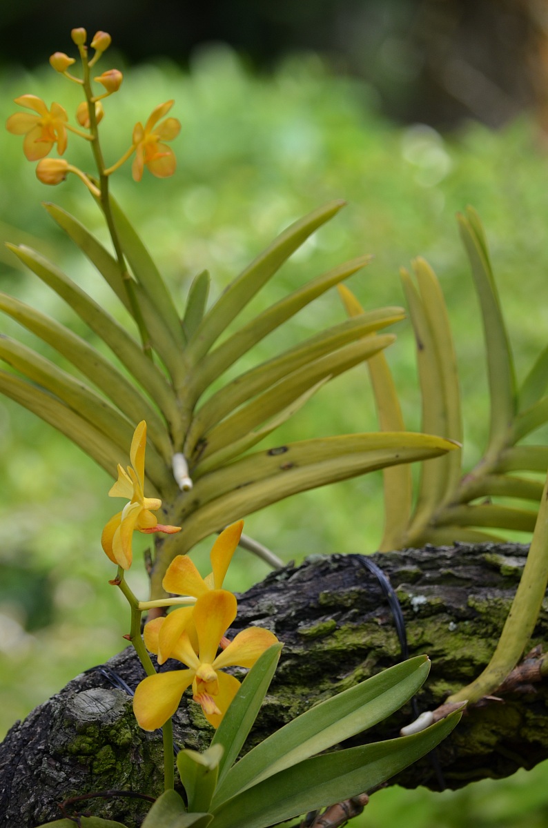 national orchid garden