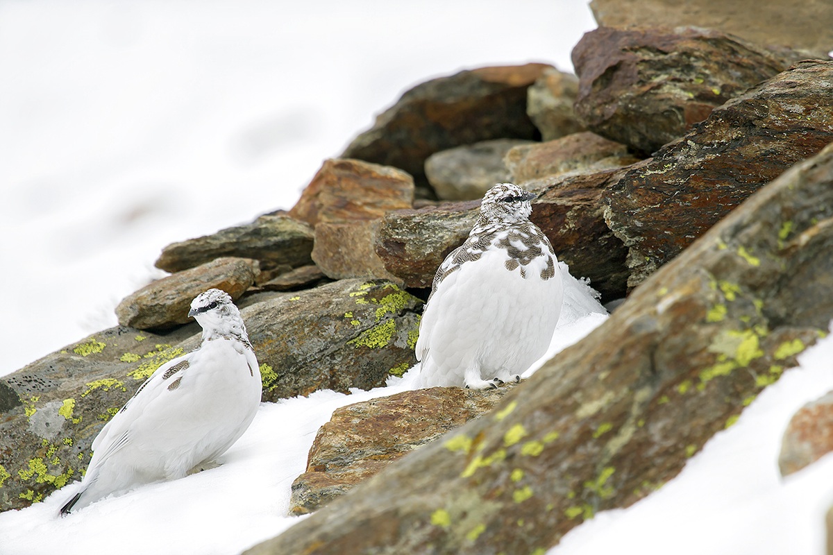 ptarmigan pns high Valcamonica