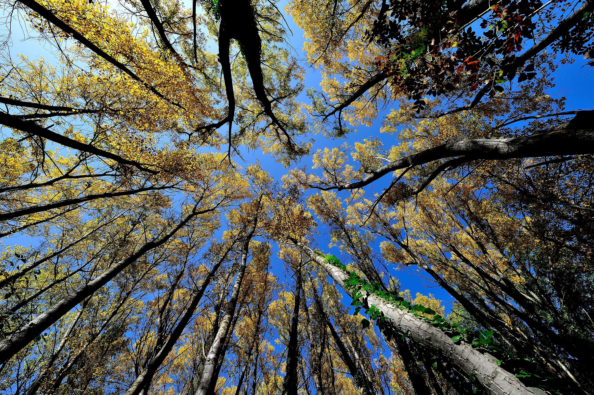 Colori autunnali (2013)