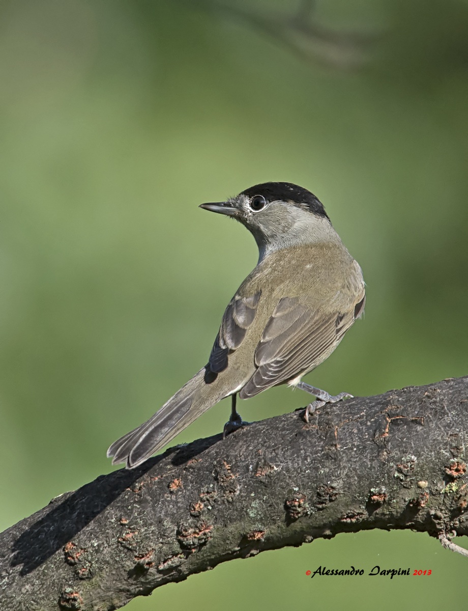 Blackcap M