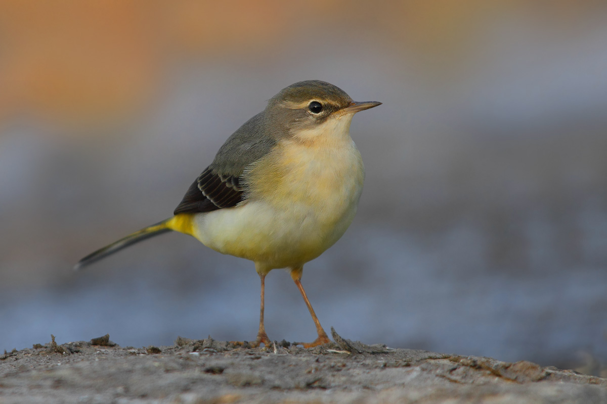 Grey Wagtail