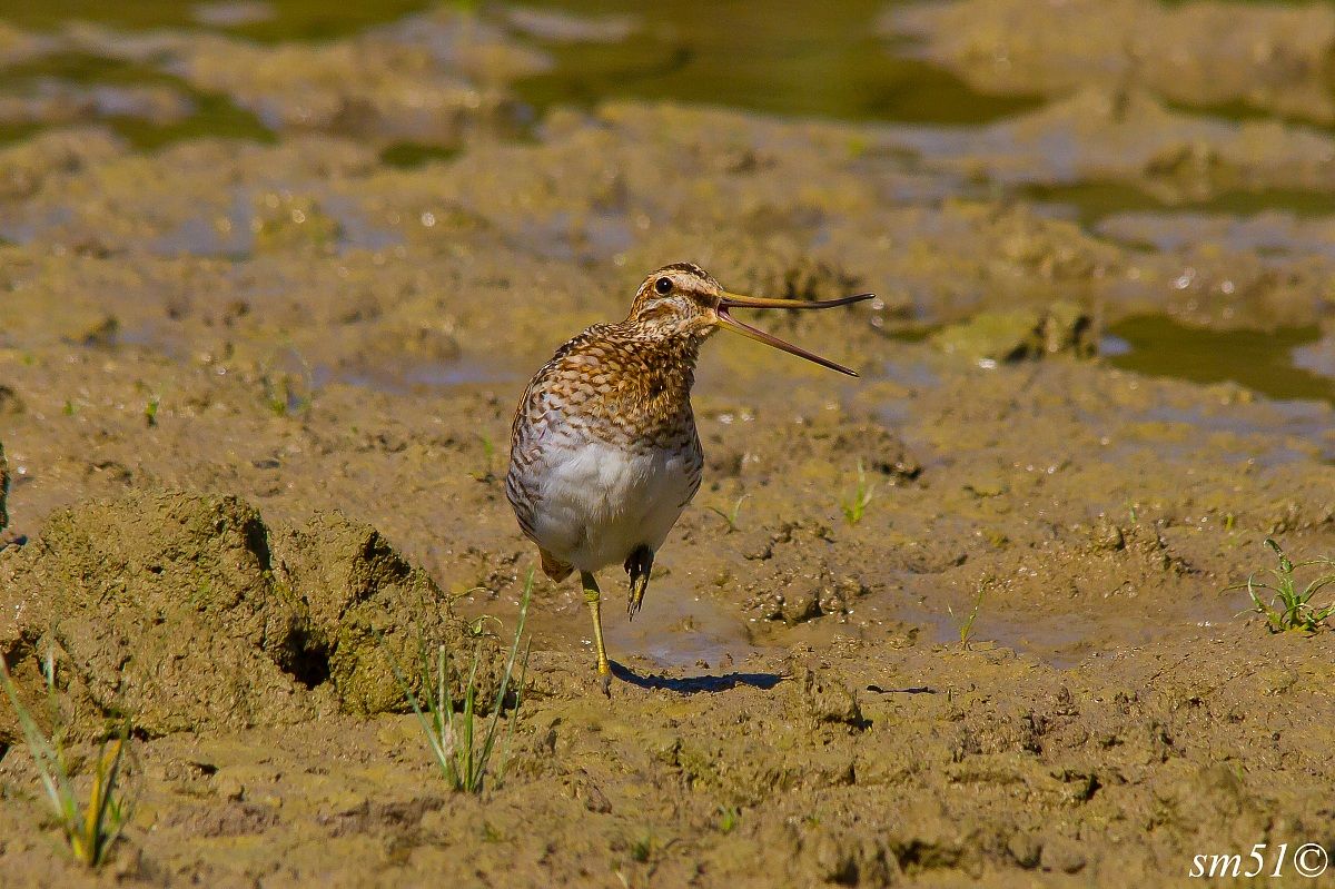 Snipe