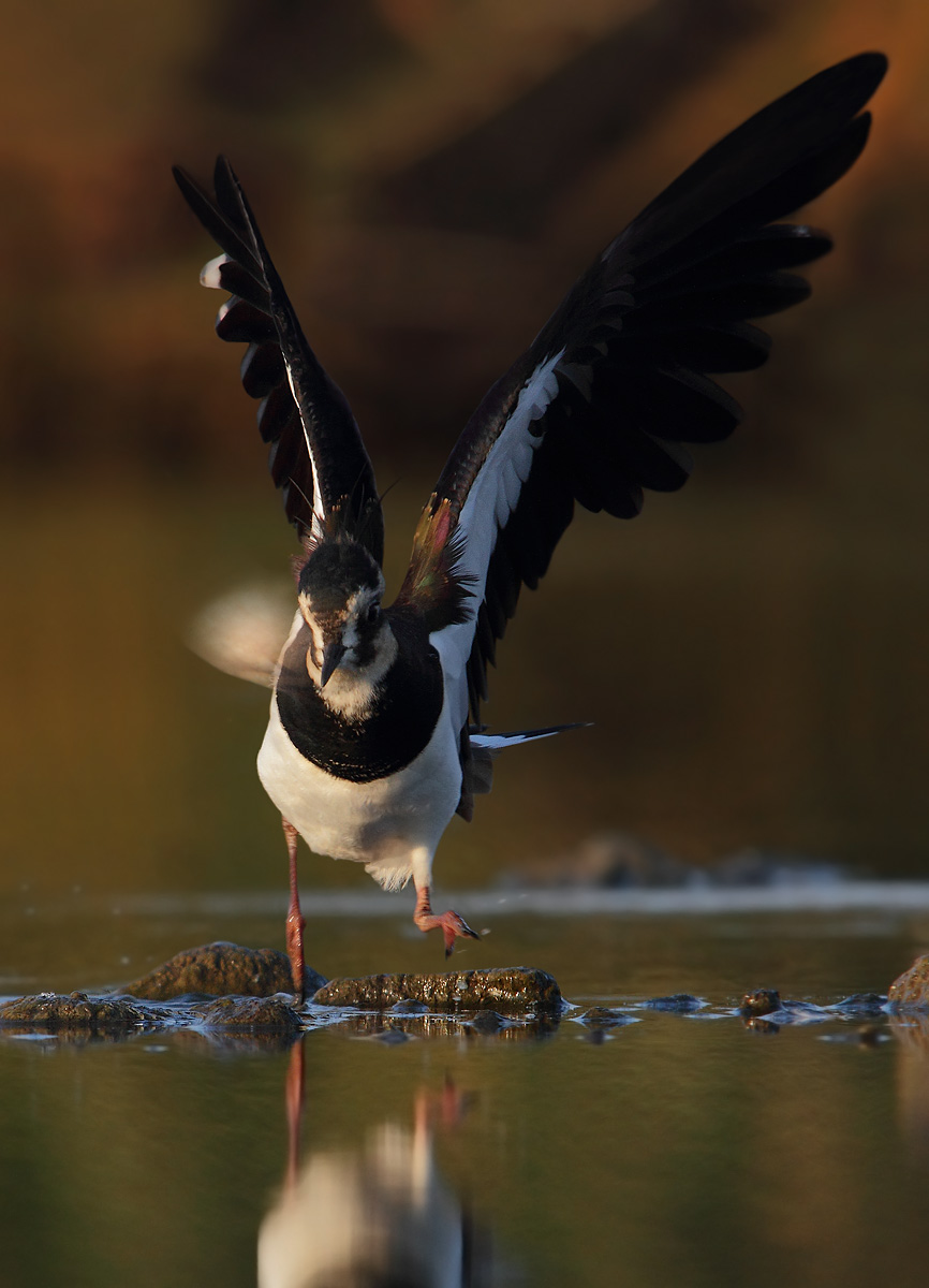 Lapwing