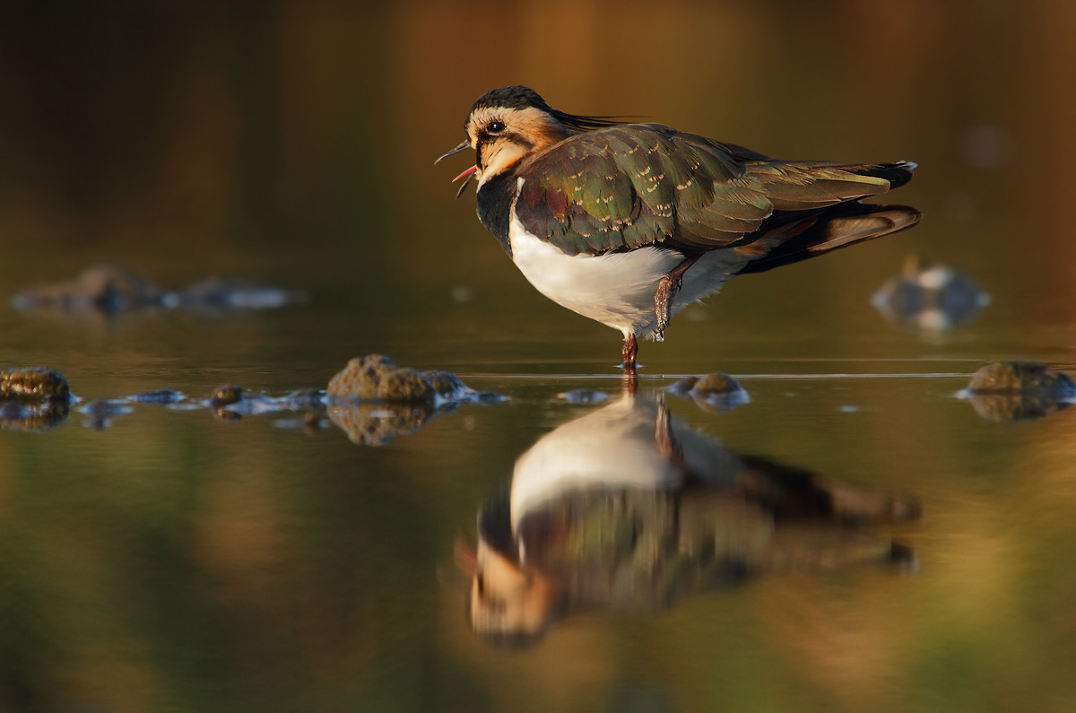 Lapwing