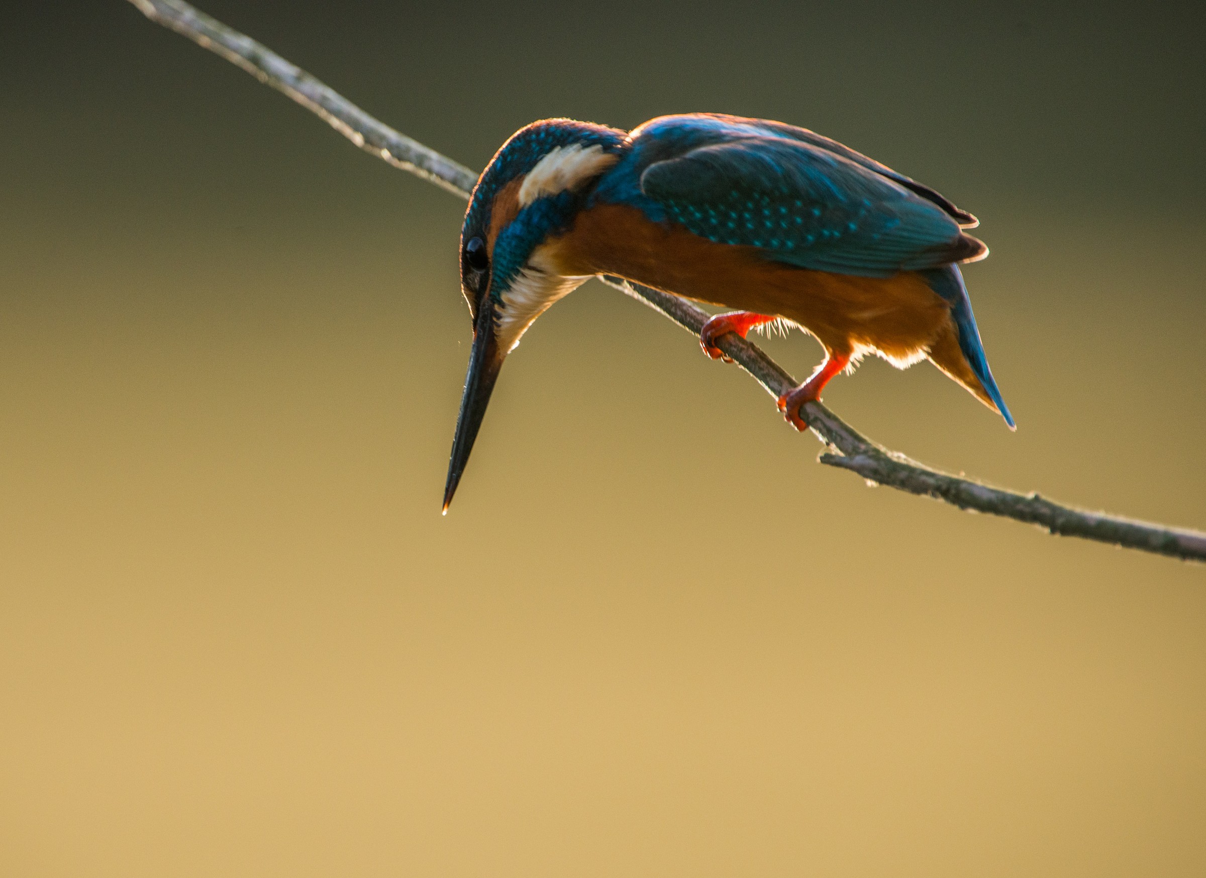 Ultimi tuffi al calar del sole