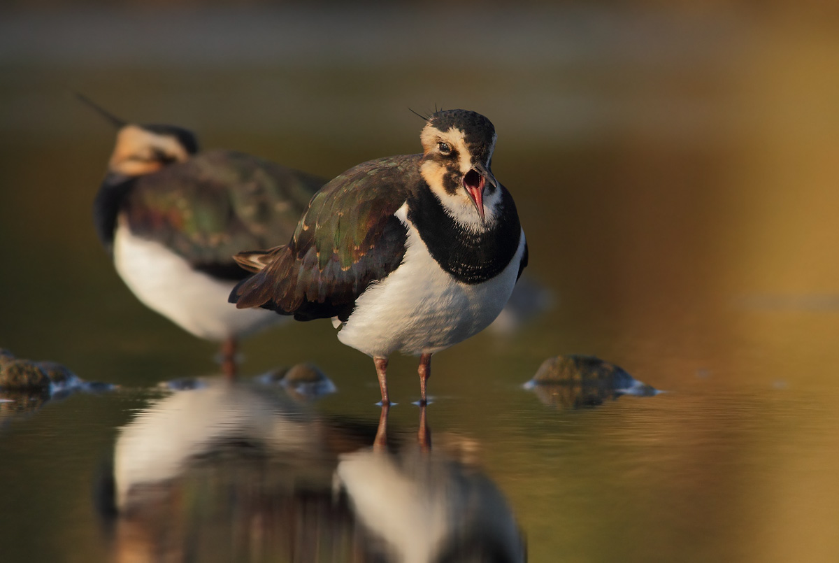 Lapwing